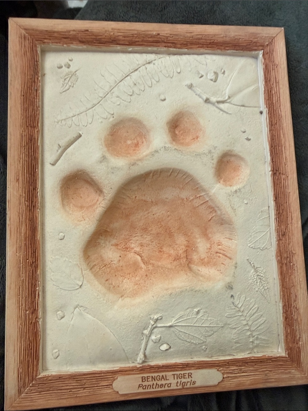 Vintage Bengal Tiger Paw Print Wall Cast Plaque - Panthera gallery wall 8”x 10”